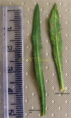  Lower (right) and middle cauline leaves